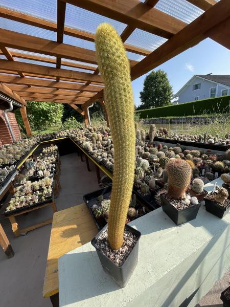 Seticereus icosagonus